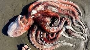 Giant Pacific Octopus washes ashore ...