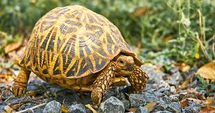 Extinction Threatens More Than Half Of The World S Turtles And Tortoises Nrdc