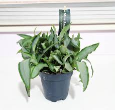 Image result for Murdannia