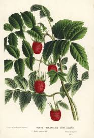 Image result for Rubus rosifolius