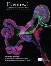 Framework and movement, 3rd grade 3 2. Neuronal Circuits That Control Rhythmic Pectoral Fin Movements In Zebrafish Journal Of Neuroscience