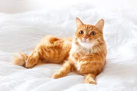 Auf jeden fall sollten sie als allererstes mit ihrer katze zum. Katze Pinkelt Ins Bett Smart Animals