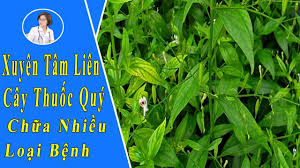 Loại hạt này cũng ngăn ngừa các biến chứng liên quan. Xuyen Tam Lien Vá»›i Tac Dá»¥ng Cá»§a Cay Xuyen Tam Lien Va Cach Dung Ä'ung