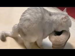 supper funny and hilarious compilation of the very best viral cats videos cats funny fails 2020 youtube funny cats cats funny animals