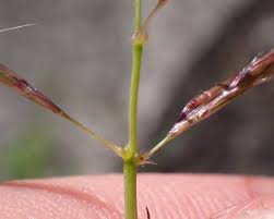 Image result for Dichanthium annulatum