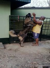 How much does an ovcharka shepherd dog cost? Now That S One Hell Of A Caucasian Shepherd Pets Nigeria
