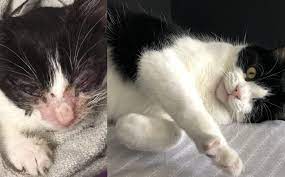 When I Found Munchie As A Very Sick Kitten The Vet Gave Him A 50 50 Shot At Survival He Had A Severe Uri An Ulcerated Cornea And Infections In Both Eyes His