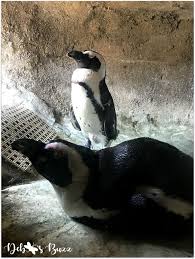 Bird On The Run Pittsburgh Bird Bonding At The National Aviary Endangered African Penguins Mating Pair In Heated Cubby At Penguin Point Exhibit National Aviary African Penguin Aviary
