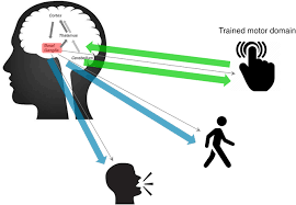 Image result for training effect schema