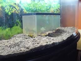 Mention one and people run away in fear. How To Turn An Aquarium Into A Terrarium Garden Org