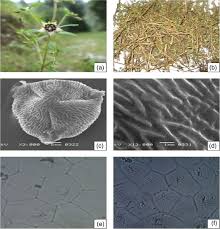 Image result for Swertia kilimandscharica