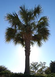 Maybe you would like to learn more about one of these? South Carolina State House South Carolina State Symbols