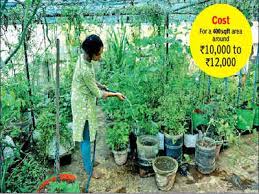 Terrace gardens are easy to maintain and are even great for growing vegetables and setting up a flower bed. Greens On A New High Greens On A New High With Shrinking Open Space Rooftop Gardens Get Promoted In The City Chennai News Times Of India