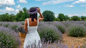 Havalimanından köye ulaşmak için ise taksi kullanmak gerekmektedir. Isparta Daki Lavanta Cenneti Kuyucak Koyu Barut B Log