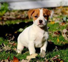 Get your jack russell terrier mix at lancaster puppies! Jack Russell Mix Puppies For Sale Greenfield Puppies