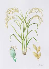 Bring the water back up to a boil, then reduce to a simmer. 22x17 Giclee Print Of Carolina Gold Carolina Plantation Rice