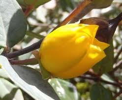 Image result for Hypericum roeperianum