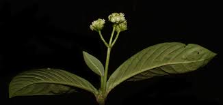 Image result for Psychotria eminiana