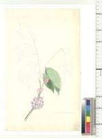 Image result for Belonophora coffeoides