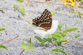 Image result for Ipomoea papilio