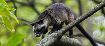 The civet comprises a group of small carnivorous mammals. The Asian Palm Civet Critter Science