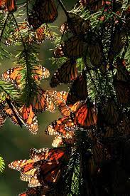 Monarch Butterfly Mariposas Bonitas Mariposas Mariposa Monarca