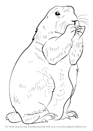 Cobra, any of various species of highly venomous snakes, most of which expand the neck ribs to form a hood. Learn How To Draw A Prairie Dog Rodents Step By Step Drawing Tutorials