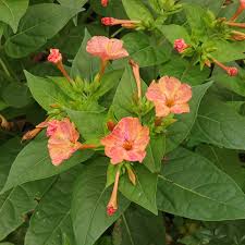Image result for Mirabilis jalapa