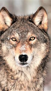 Wolf Grey 4k Vertical Animal Wallpaper Wolf Wallpaper Wild Animal Wallpaper