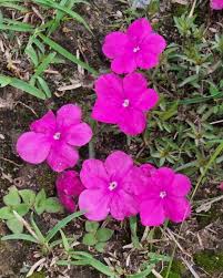 Image result for Cycnium tubulosum