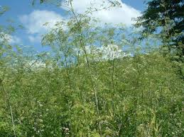 Image result for Conium