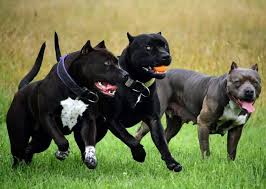 A black pitbull terrier is simply an american pitbull terrier with a black coat; I Love How The Middle Dog Looks Like A Black Panther Pitbull Dog Big Dogs Pitbull Terrier