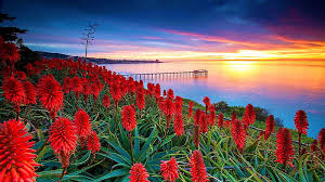 Maybe you would like to learn more about one of these? La Jolla San Diego California Sun Usa Flowers Colors Sunset Clouds Sky Hd Wallpaper Peakpx