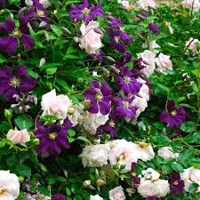 new dawn rosa rampicanti rambler clematide viticella klimroos klimrozen clematis