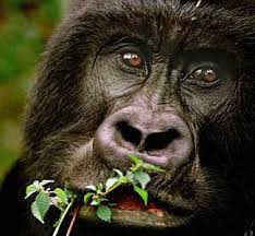 Endangered Species Rainforest Animals Primates Animals