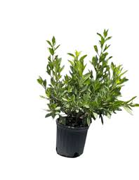 Image result for Conocarpus erectus