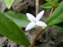 Image result for Diodia flavescens