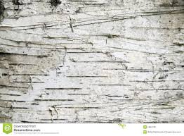 Birch Tree Bark And Stone Coupon Birch Bark Google Search Birch Tree Wallpaper Birch Bark Tree Textures