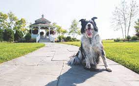 6 Dog Friendly Mackinac Island Adventures Mynorth Com