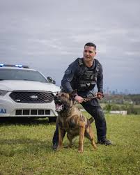 Now introducing Officer Ryan Coll and K9 Diesel! ​​​​​​​​​ Photo by  @osaki022 #k9 #k9unit #k9training #k9officer #police #germanshepherd  #malinois #gsd #dogs #workingdogsofinstagram #dog #dogsofinstagram  #spikespack #k9sleadtheway #k9ballisticvest ...