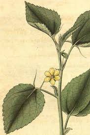 Image result for Corchorus