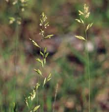 Image result for Schmidtia pappophoroides