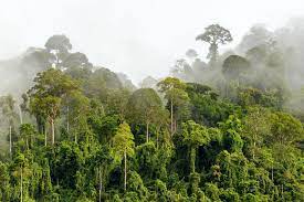 What Are Natural Climate Solutions? | Rainforest Alliance