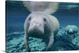 It was very easy to navigate to with the use of a gps device or google maps. A Pair Of Manatees Swimming In Fanning Springs State Park Florida Wall Art Canvas Prints Framed Prints Wall Peels Great Big Canvas