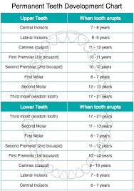 Dental Development In Children