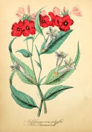 Image result for Strobilanthes anisophylla