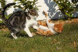 If a cat scratches or bites you, you need to act quickly to prevent infections. Fighting Cat Wounds Infections Vetwest Animal Hospitals