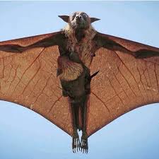 Birds On The Bat Twitter Welcome To Nature On Twitter Bat Carrying A Baby In 2020 Animals Nature Animals Animals Wild