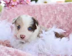 The current median price for all border collies sold is $750.00. View Ad Border Collie Puppy For Sale Near Missouri Strafford Usa Adn 87162