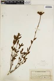 Image result for Callilepis laureola